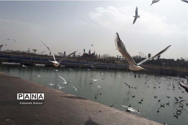 پرندگان مهاجر میهمان این روزهای شیراز