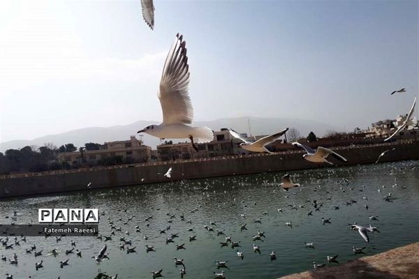 پرندگان مهاجر میهمان این روزهای شیراز