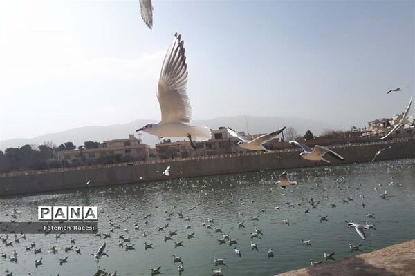 پرندگان مهاجر میهمان این روزهای شیراز
