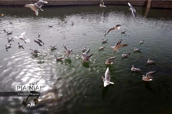 پرندگان مهاجر میهمان این روزهای شیراز