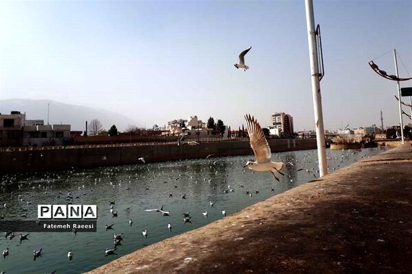 پرندگان مهاجر میهمان این روزهای شیراز