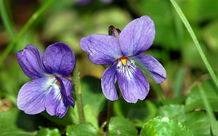 از خواص شگفت‌انگیز بنفشه معطر چه می‌دانید