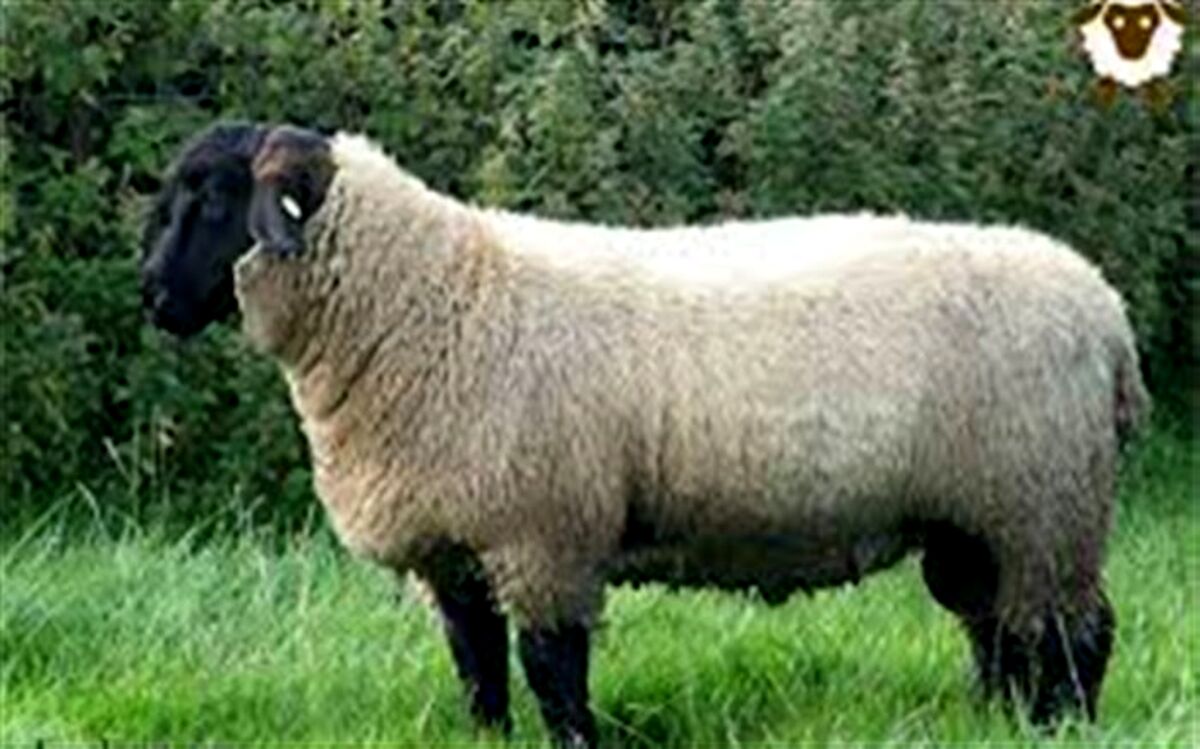 عوارض دام ها چه میزان تعیین شد؟