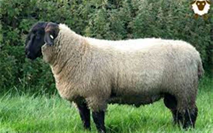 عوارض دام ها چه میزان تعیین شد؟