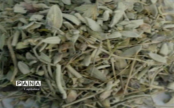 خواص بی‌نظیر اسطو خودوس