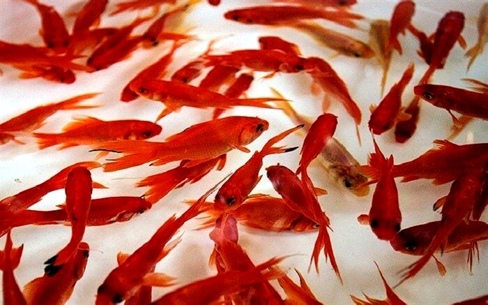 چند نکته برای خرید و نگهداری ماهی قرمز