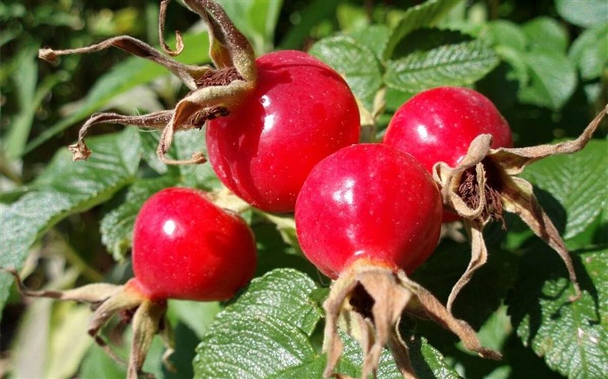 7 اثر چشمگیر روغن رزهیپ برای پوست