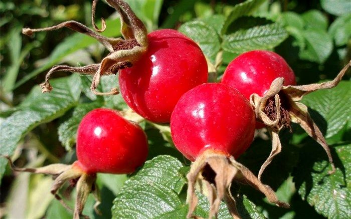 7 اثر چشمگیر روغن رزهیپ برای پوست