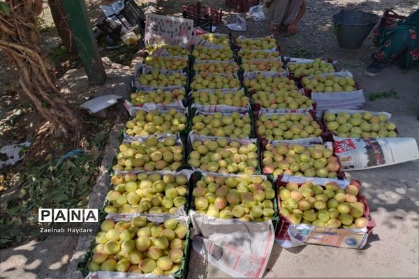 برداشت محصولات کشاورزی در باغات شهرستان ملارد