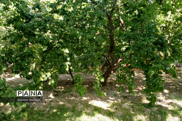 برداشت محصولات کشاورزی در باغات شهرستان ملارد