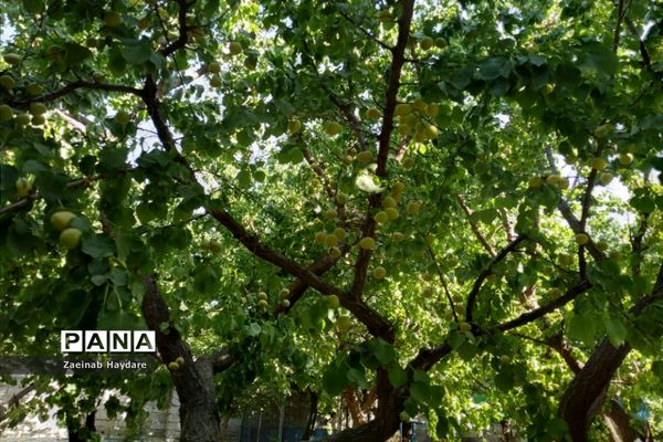 برداشت محصولات کشاورزی در باغات شهرستان ملارد