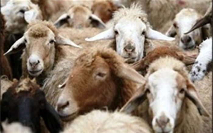 دام زنده به صورت حمایتی از استان‌ها خریداری می‌شود