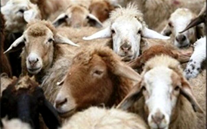 اعلام روش‌های مشارکت مردمی در طرح «نذر قربانی»