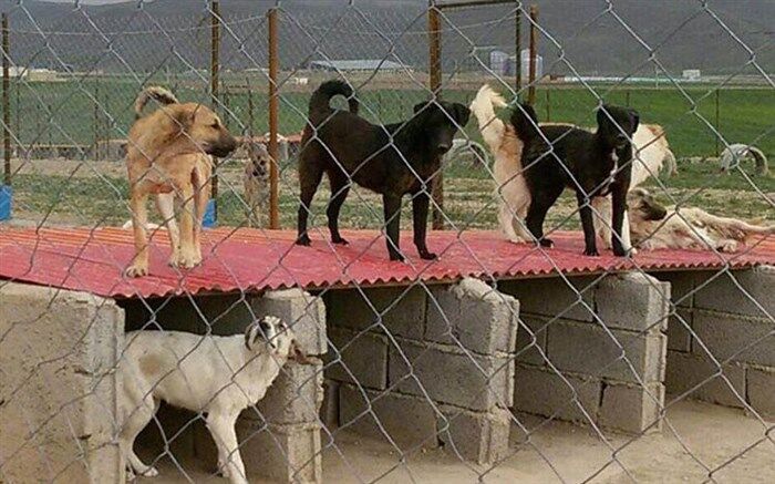 کاهش سگ‌های بی‌سرپرست در کاشمر 