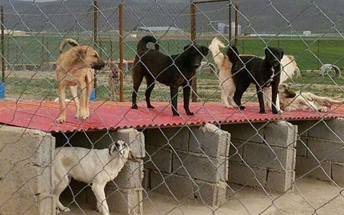 کاهش سگ‌های بی‌سرپرست در کاشمر 