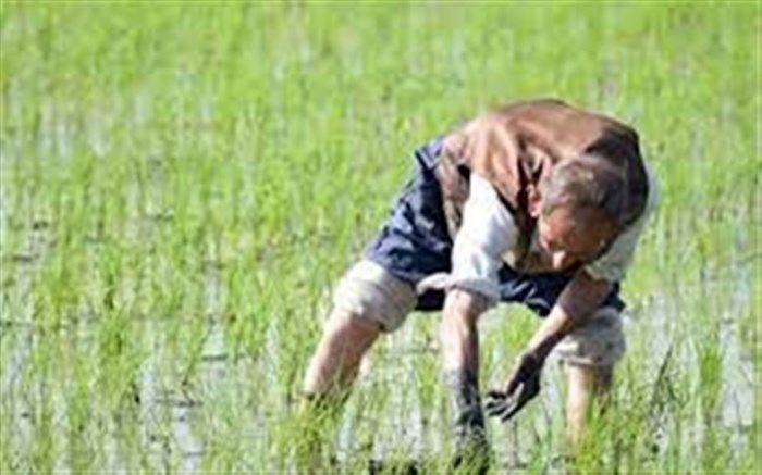 پیش‌بینی تولید حدود ۲ میلیون تن برنج سفید در سال جاری