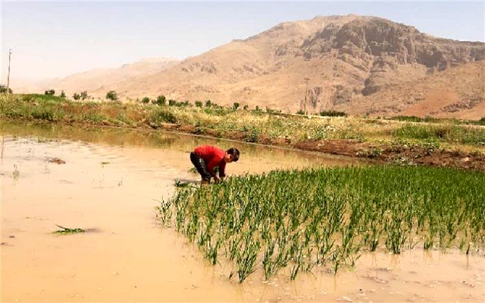 اوقات فراغت دانش‌آموزان در برنج‌کاری پر می‌شود