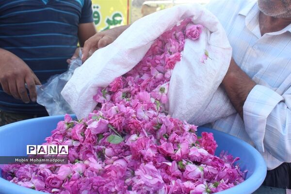 دهمین جشنواره گل محمدی در روستای آمقان بخش عنصرود