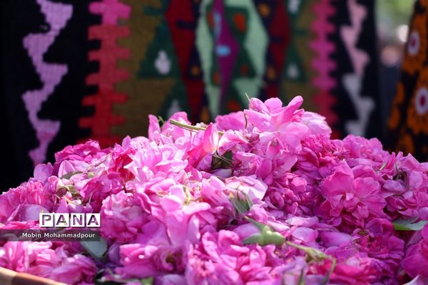 دهمین جشنواره گل محمدی در روستای آمقان بخش عنصرود