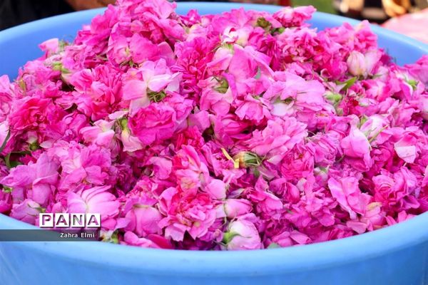 دهمین جشنواره گل محمدی در روستای آمقان بخش عنصرود