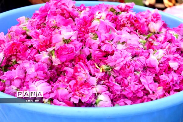 دهمین جشنواره گل محمدی در روستای آمقان بخش عنصرود