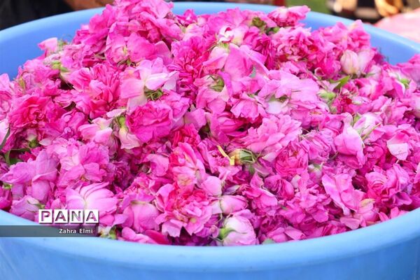 دهمین جشنواره گل محمدی در روستای آمقان بخش عنصرود