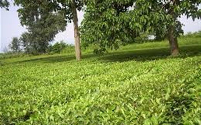 ۲۱ میلیارد تومان از مطالبات چایکاران پرداخت شد