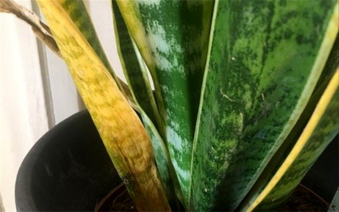 ‌علت زرد شدن برگ سانسوریا و راه درمان آن