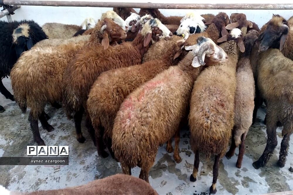 عید بندگی و عبودیت در قائمشهر