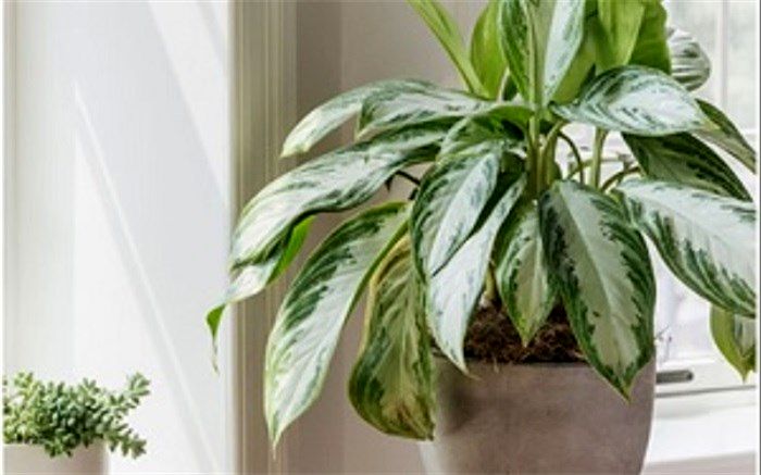 علت شل‌شدن برگ دیفن باخیا