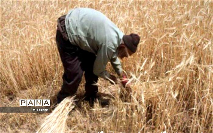 برداشت خوشه‌های طلایی در شهرکاج