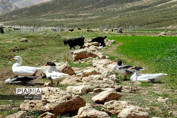 زیبایی‌های چلگرد و کوهرنگ
