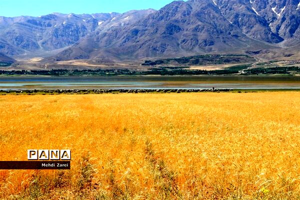 هنر آفرینی خداوند در طبیعت  تالاب چغاخور در چهار محال و بختیاری