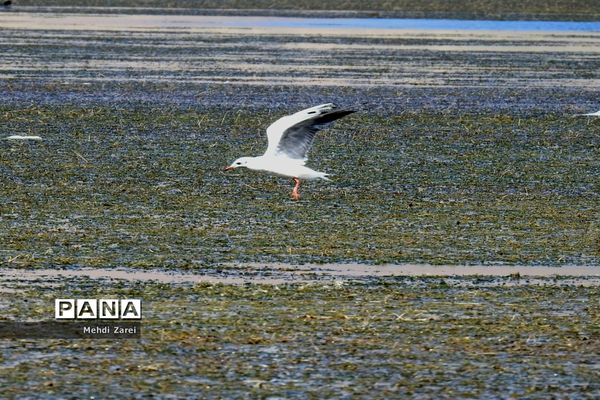 هنر آفرینی خداوند در طبیعت  تالاب چغاخور در چهار محال و بختیاری