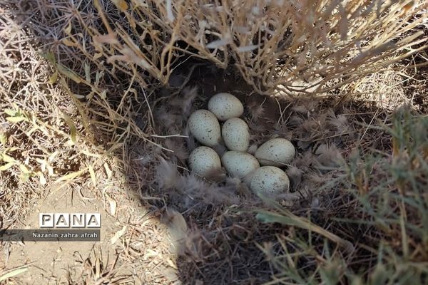 طبیعت زیبای قله دماوند