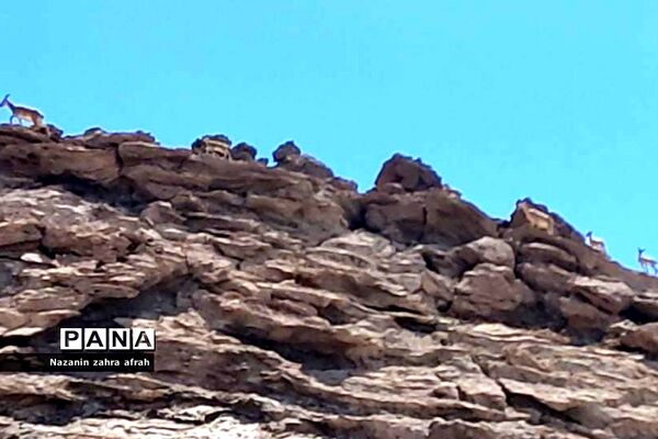 طبیعت زیبای قله دماوند