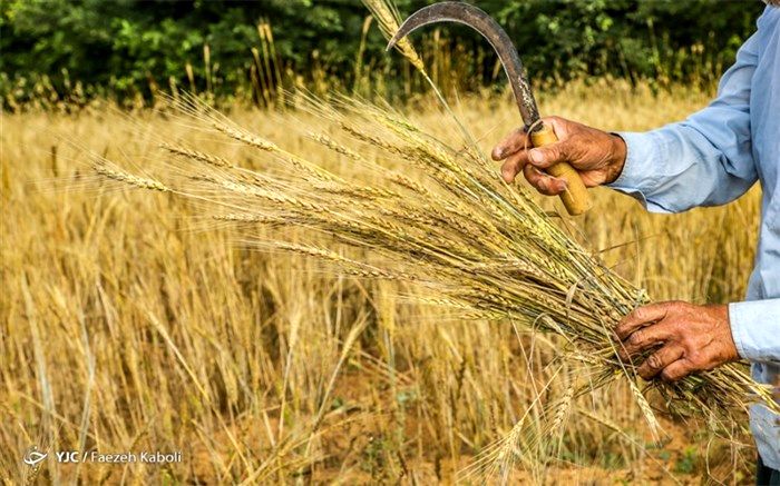 آغاز برداشت جو و گندم در  روستای دره بید شهرستان کوهرنگ