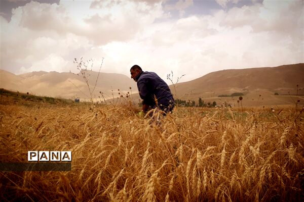 طبیعت تابستانی روستای دره بید شهرستان کوهرنگ