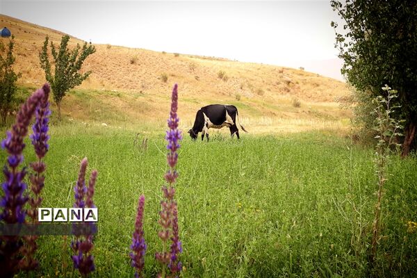 طبیعت تابستانی روستای دره بید شهرستان کوهرنگ
