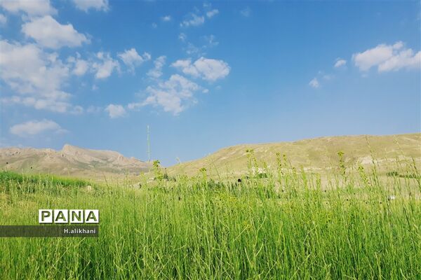 طبیعت تابستانی روستای دره بید شهرستان کوهرنگ