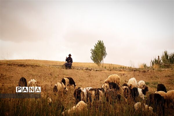 طبیعت تابستانی روستای دره بید شهرستان کوهرنگ