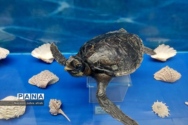 موزه رضوی در حرم مطهر امام رضا(ع)