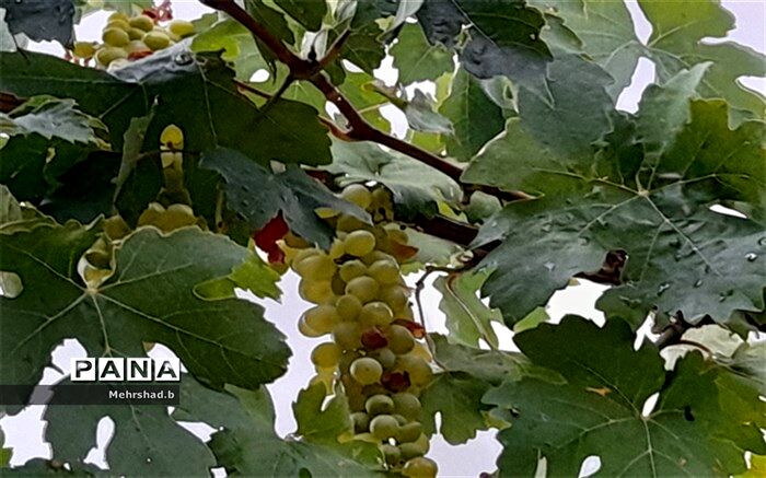 آغاز برداشت انگور سبز در شهر کاج