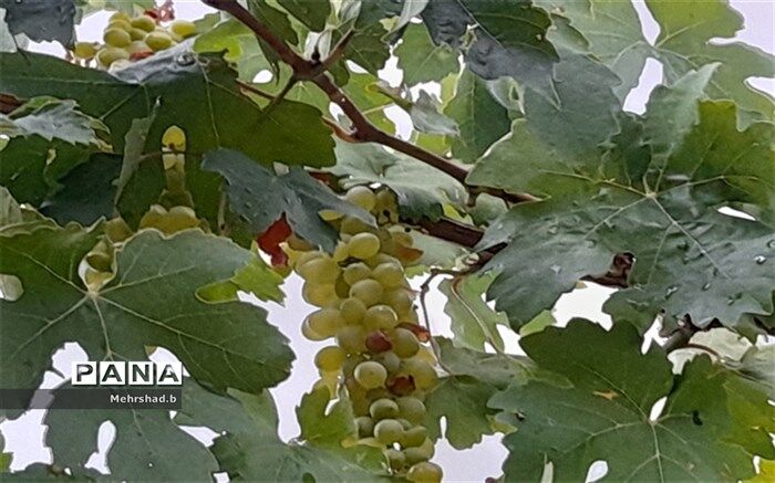 آغاز برداشت انگور سبز در شهر کاج