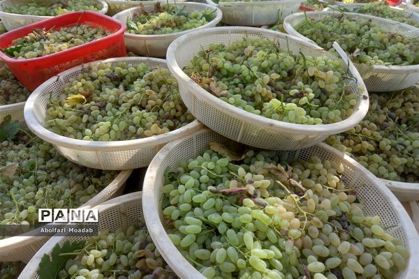 برداشت انگور از خلیل‌آباد