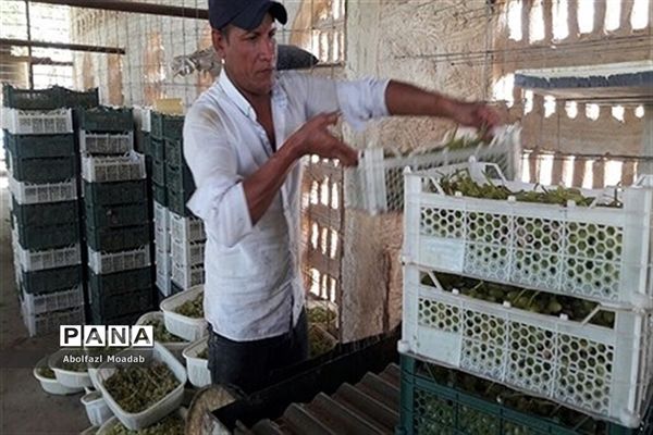 برداشت انگور از خلیل‌آباد
