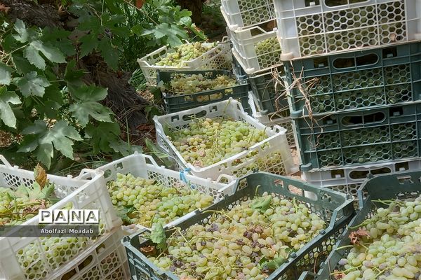 برداشت انگور از خلیل‌آباد