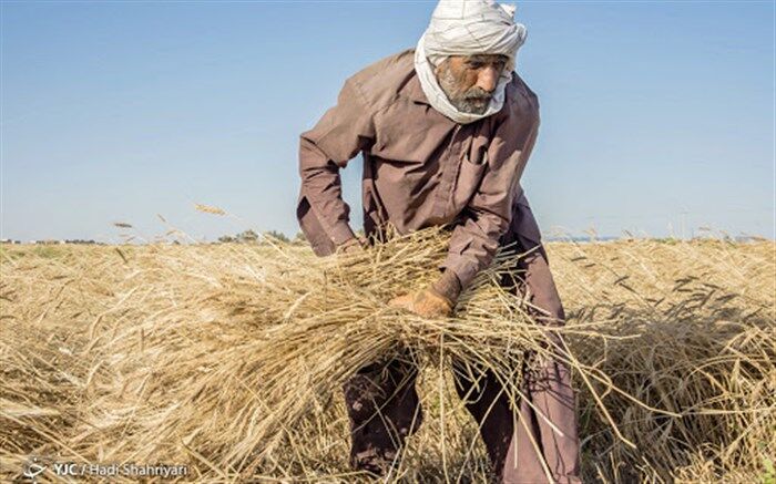 ۶۰ هزار میلیارد تومان به حساب گندمکاران واریز شد