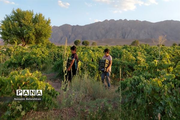 برداشت مروارید‌های زرد انگور از تاکستان‌های روستای محمدآباد زیرکوه