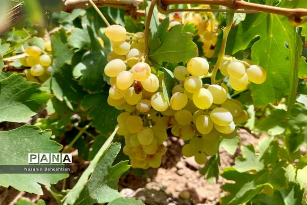 برداشت مروارید‌های زرد انگور از تاکستان‌های روستای محمدآباد زیرکوه